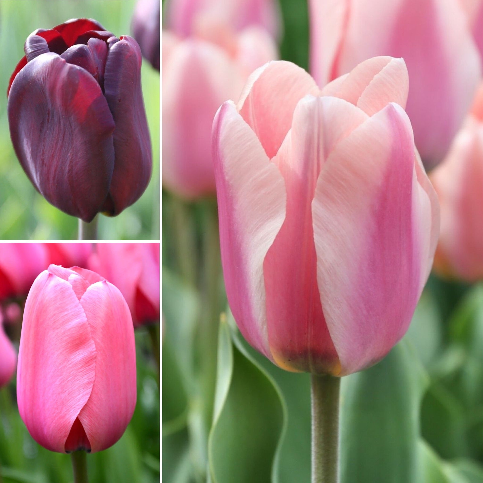 Bulbes 50 Tulipes à longues tiges en mélange - Tulipa