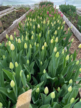 Charger l'image dans la galerie, Abonnement bouquets de tulipes