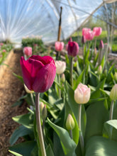 Charger l'image dans la galerie, Abonnement bouquets de tulipes