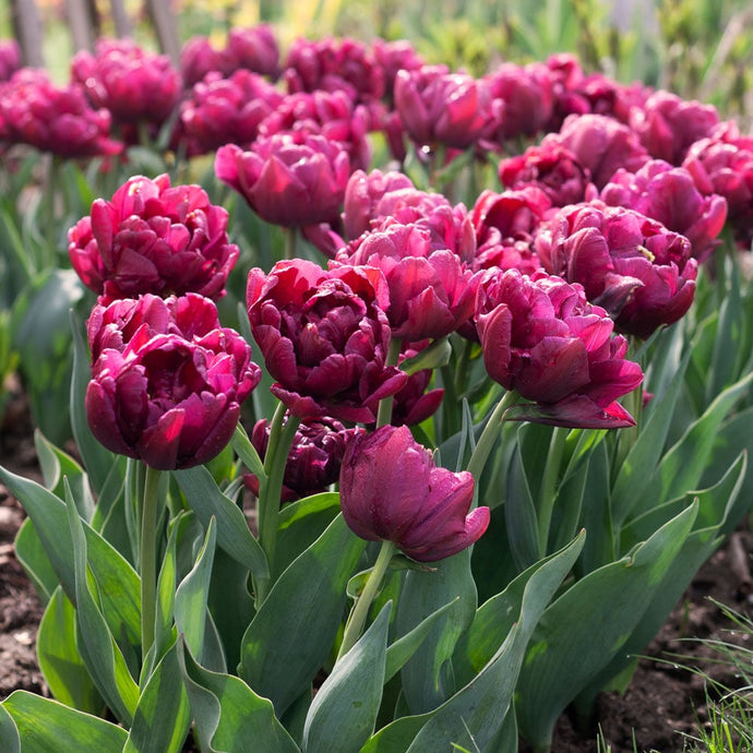 Cultiver les tulipes