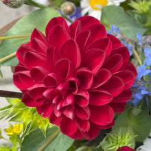 Charger l&#39;image dans la galerie, Bulbe de dahlia

