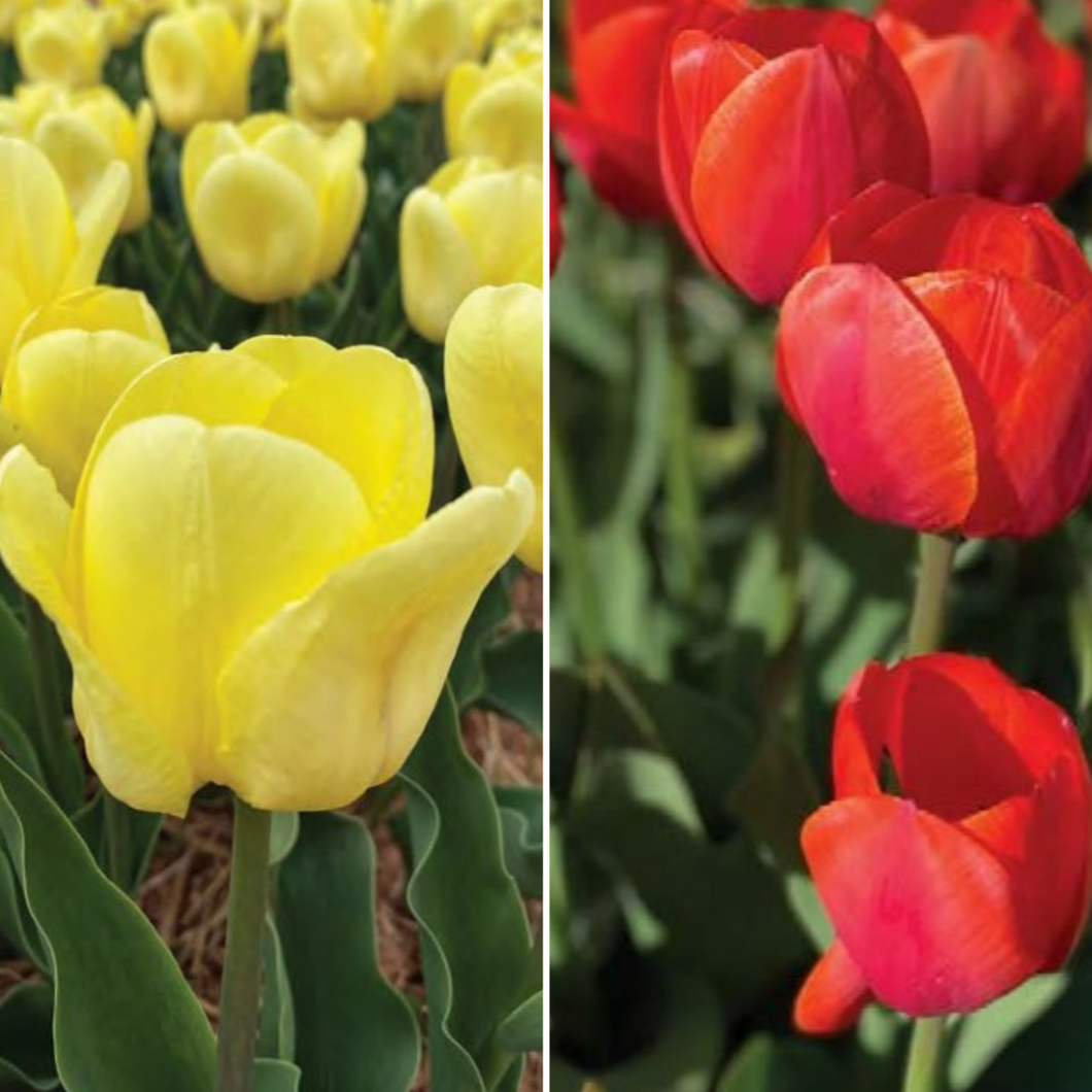 Mélange de bulbes de tulipes - Salsa Mix